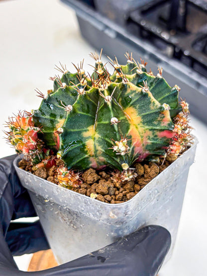 Gymnocalycium Earth Core (gy7) (6) | Collector’s Edition
