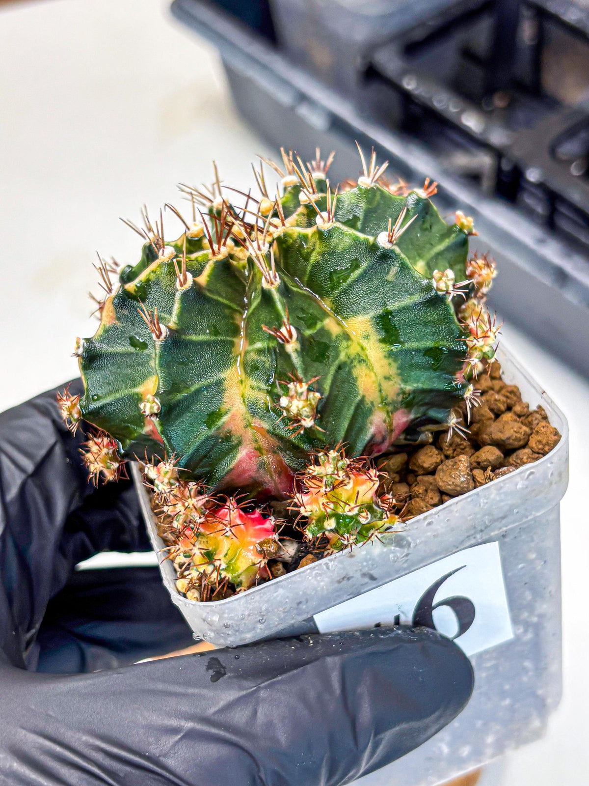 Gymnocalycium Earth Core (gy7) (6) | Collector’s Edition
