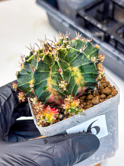 Gymnocalycium Earth Core (gy7) (6) | Collector’s Edition