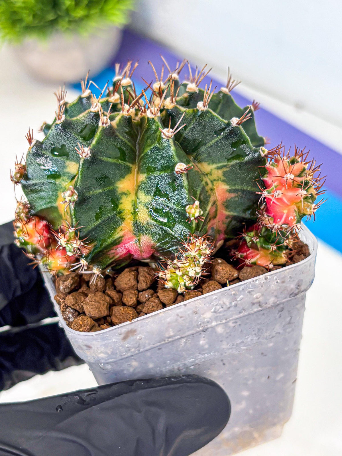 Gymnocalycium Earth Core (gy7) (6) | Collector’s Edition