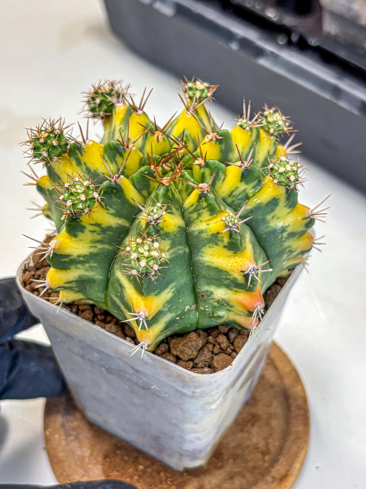 Gymnocalycium Yellow Star (gy7) (14) | Collector’s Edition