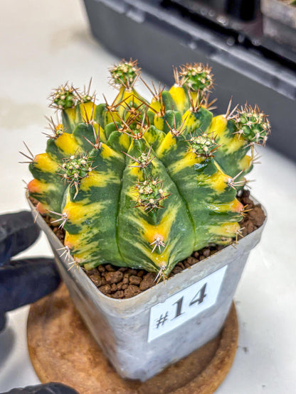 Gymnocalycium Yellow Star (gy7) (14) | Collector’s Edition