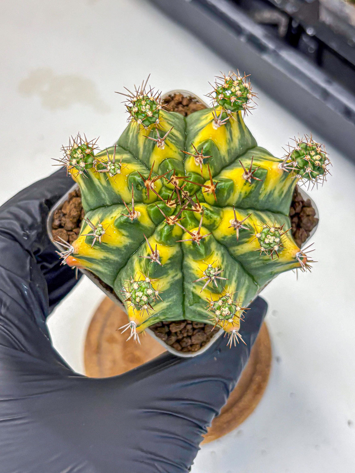 Gymnocalycium Yellow Star (gy7) (14) | Collector’s Edition