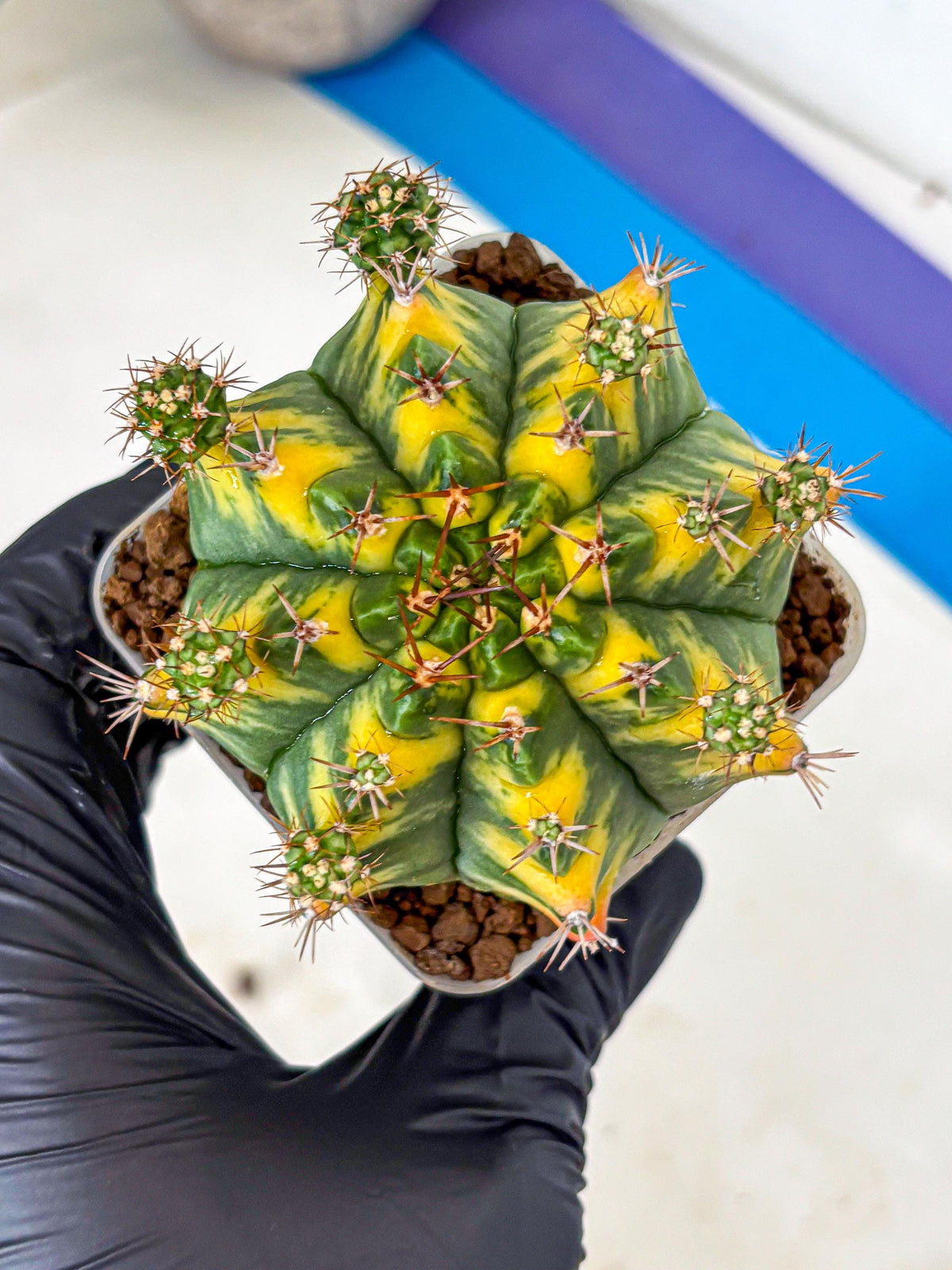 Gymnocalycium Yellow Star (gy7) (14) | Collector’s Edition