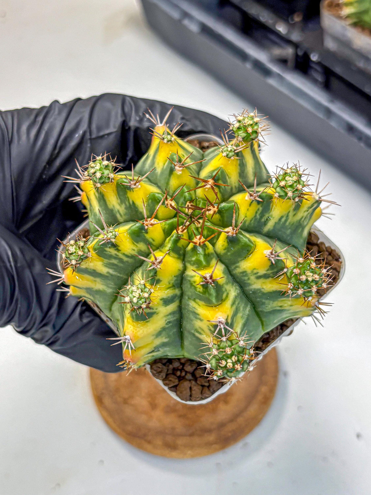 Gymnocalycium Yellow Star (gy7) (14) | Collector’s Edition