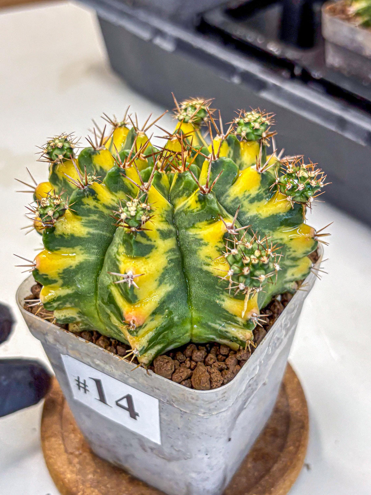 Gymnocalycium Yellow Star (gy7) (14) | Collector’s Edition
