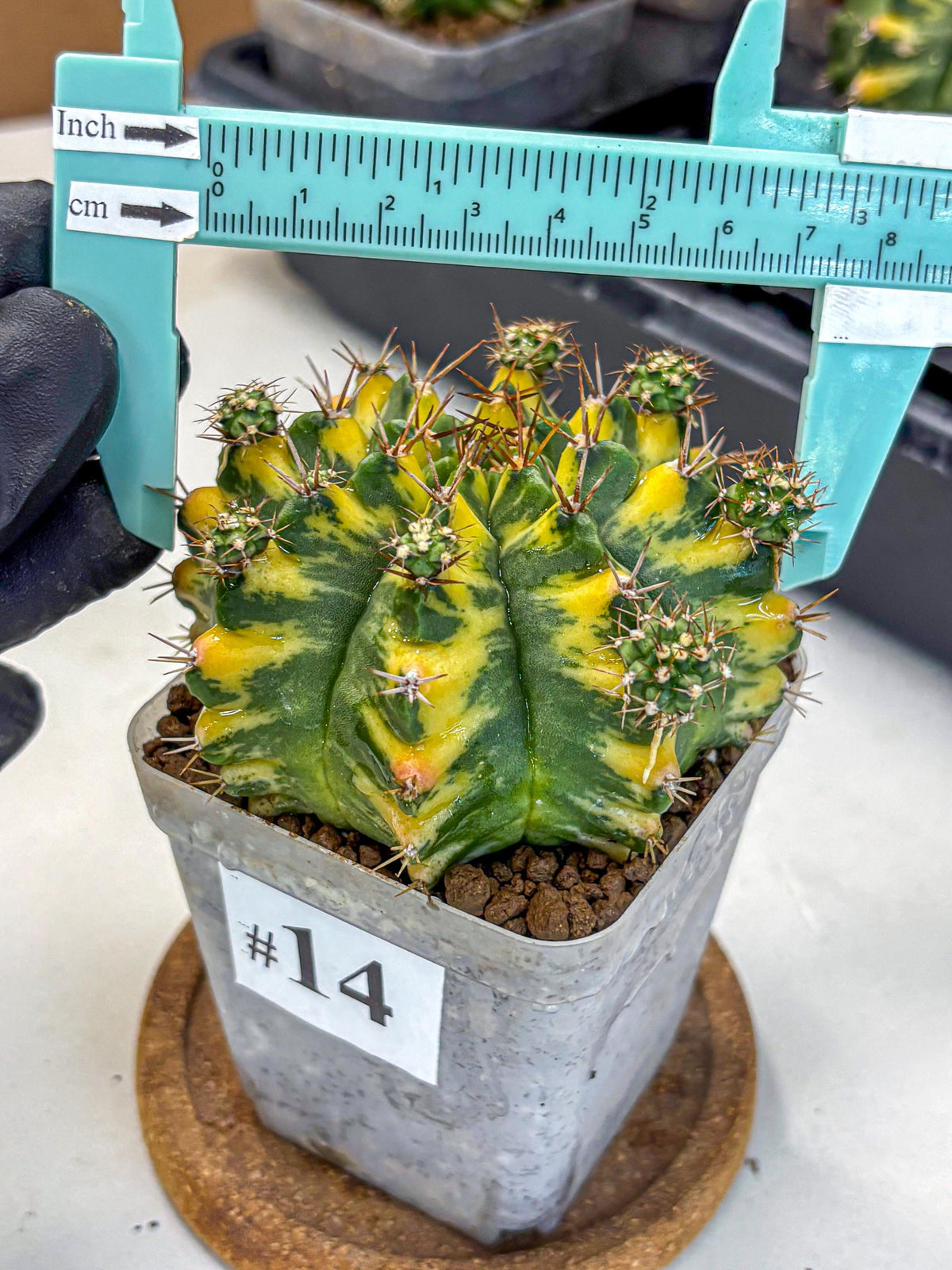 Gymnocalycium Yellow Star (gy7) (14) | Collector’s Edition