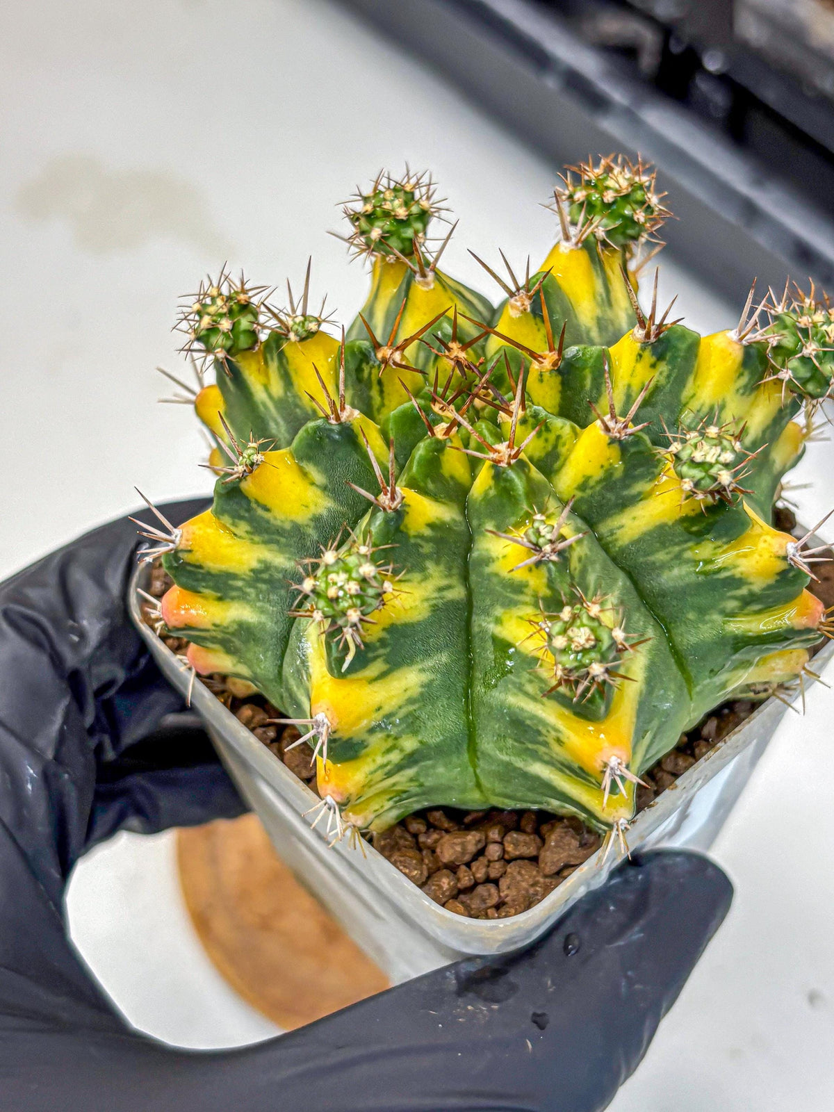 Gymnocalycium Yellow Star (gy7) (14) | Collector’s Edition
