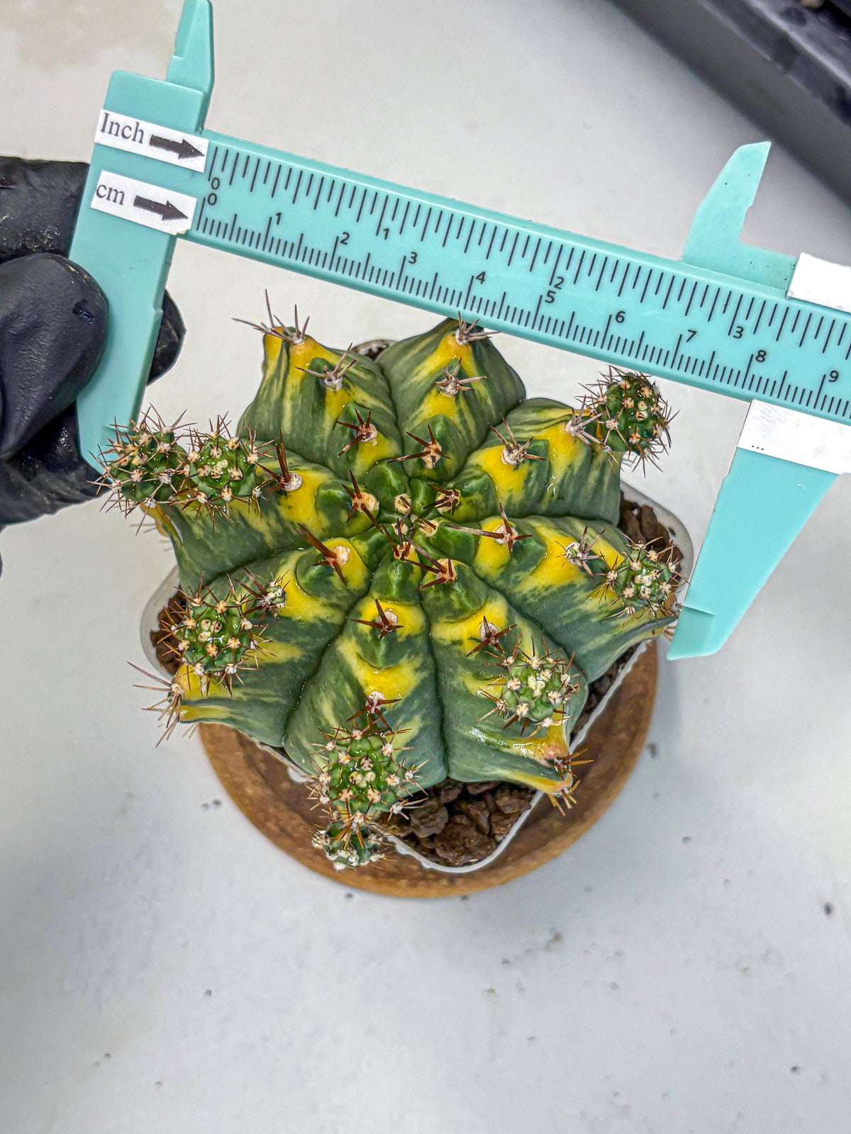 Gymnocalycium Yellow Star (gy7) (15) | Collector’s Edition