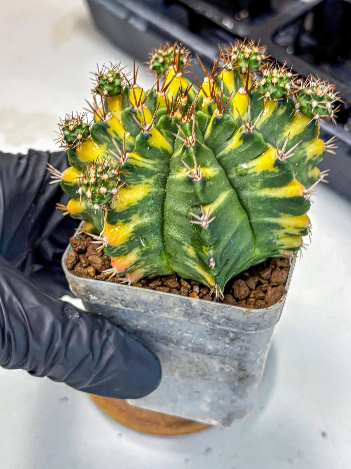 Gymnocalycium Yellow Star (gy7) (15) | Collector’s Edition
