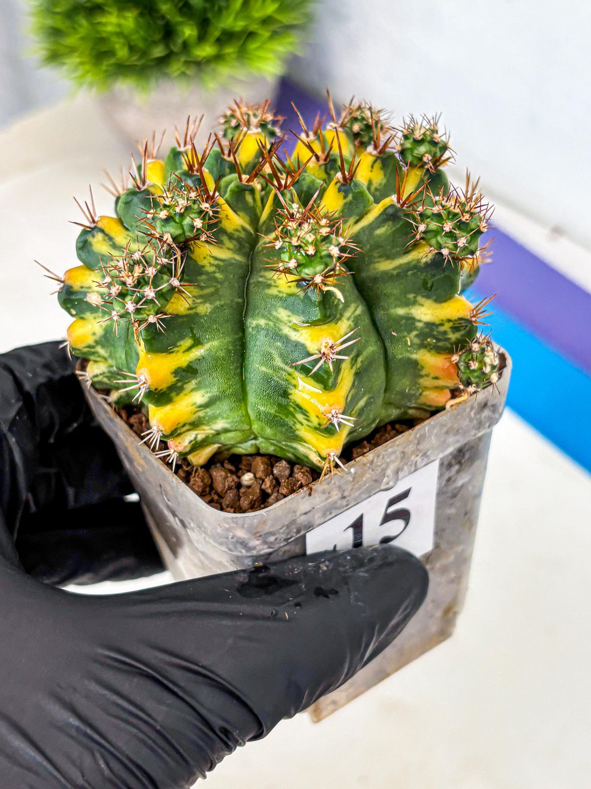 Gymnocalycium Yellow Star (gy7) (15) | Collector’s Edition