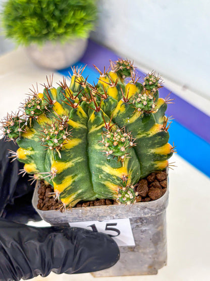Gymnocalycium Yellow Star (gy7) (15) | Collector’s Edition