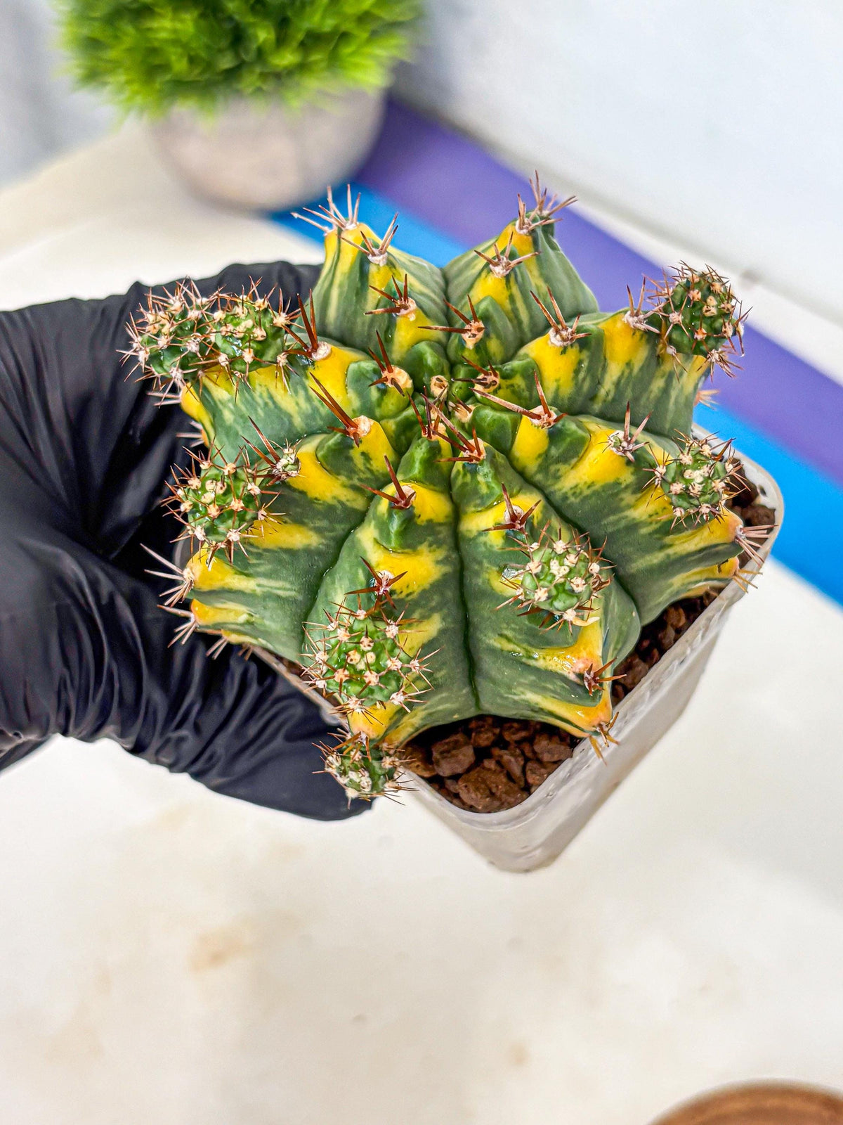 Gymnocalycium Yellow Star (gy7) (15) | Collector’s Edition