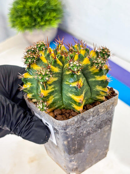 Gymnocalycium Yellow Star (gy7) (15) | Collector’s Edition