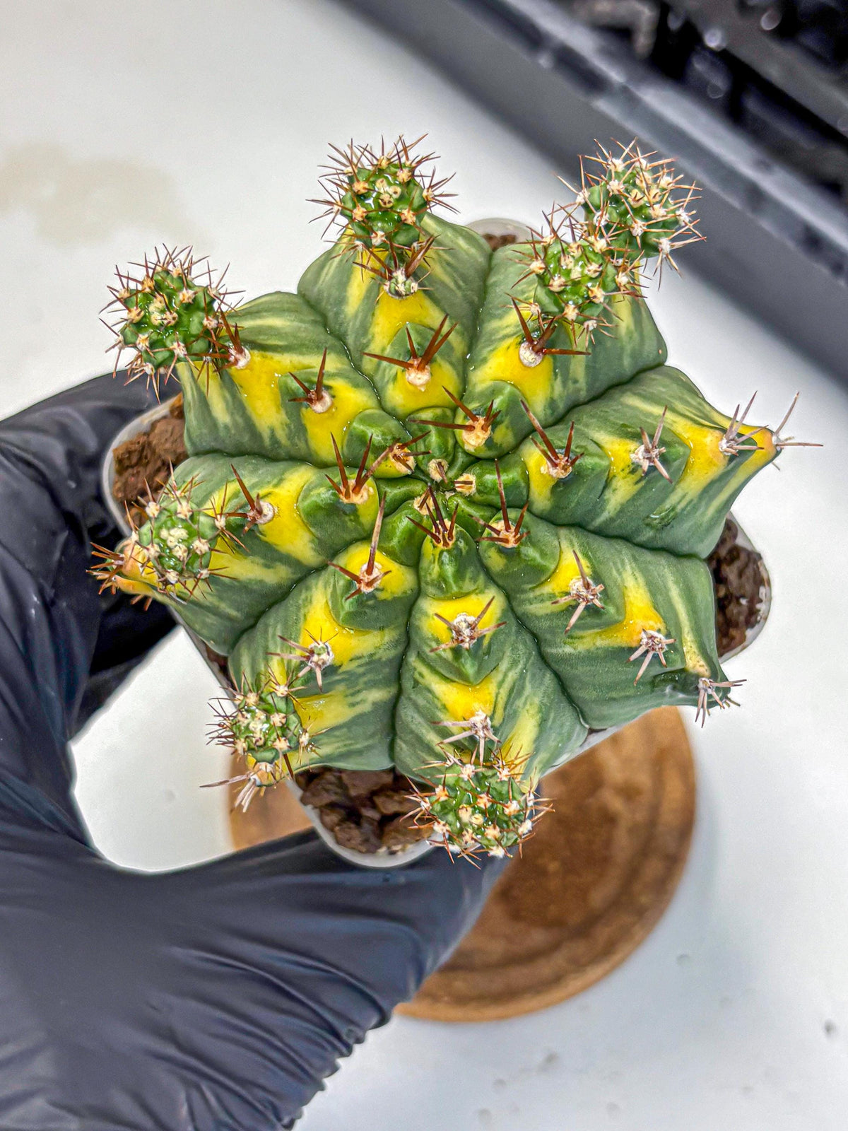 Gymnocalycium Yellow Star (gy7) (15) | Collector’s Edition