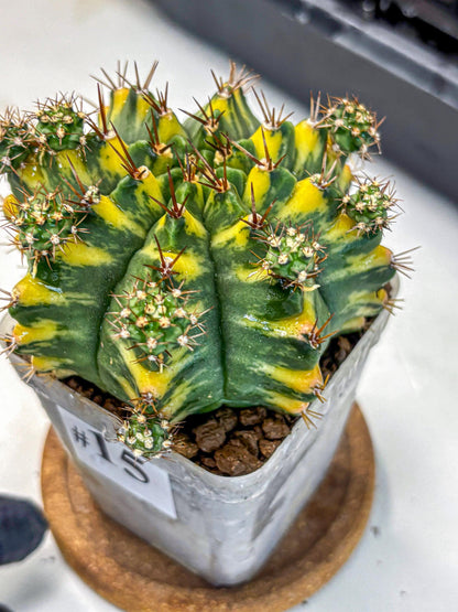 Gymnocalycium Yellow Star (gy7) (15) | Collector’s Edition