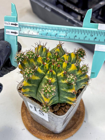Gymnocalycium Yellow Star (gy7) (15) | Collector’s Edition