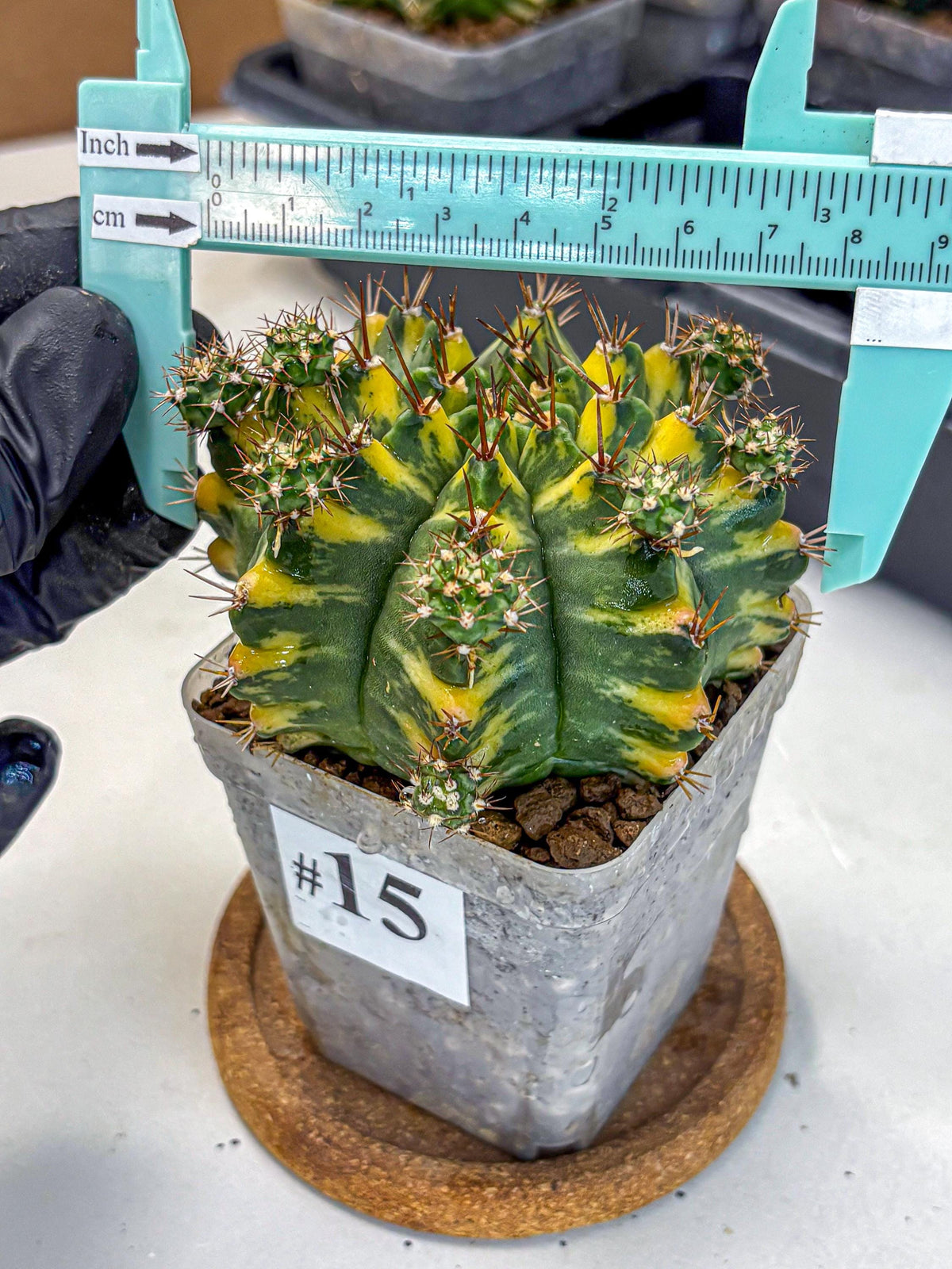 Gymnocalycium Yellow Star (gy7) (15) | Collector’s Edition