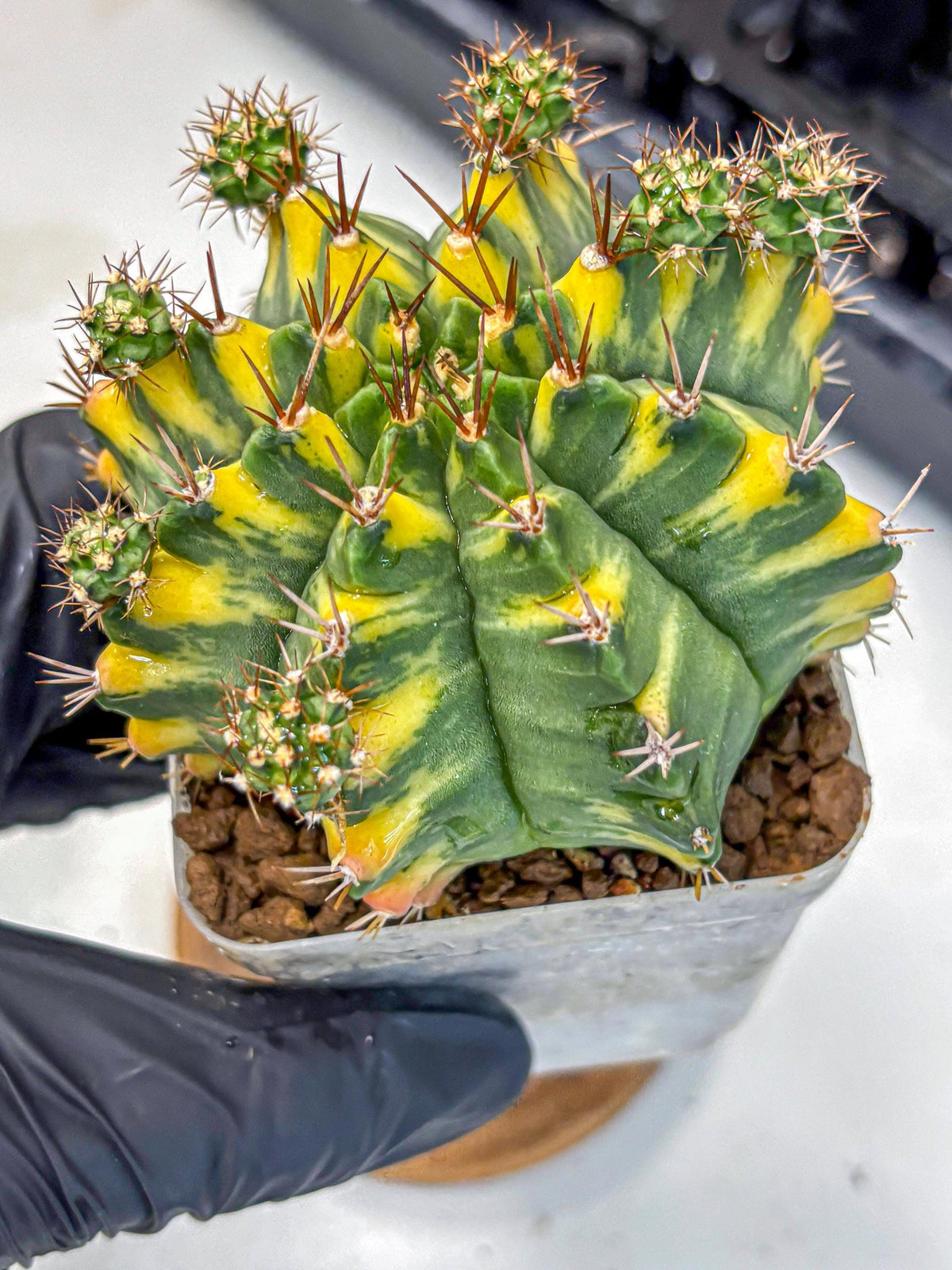Gymnocalycium Yellow Star (gy7) (15) | Collector’s Edition