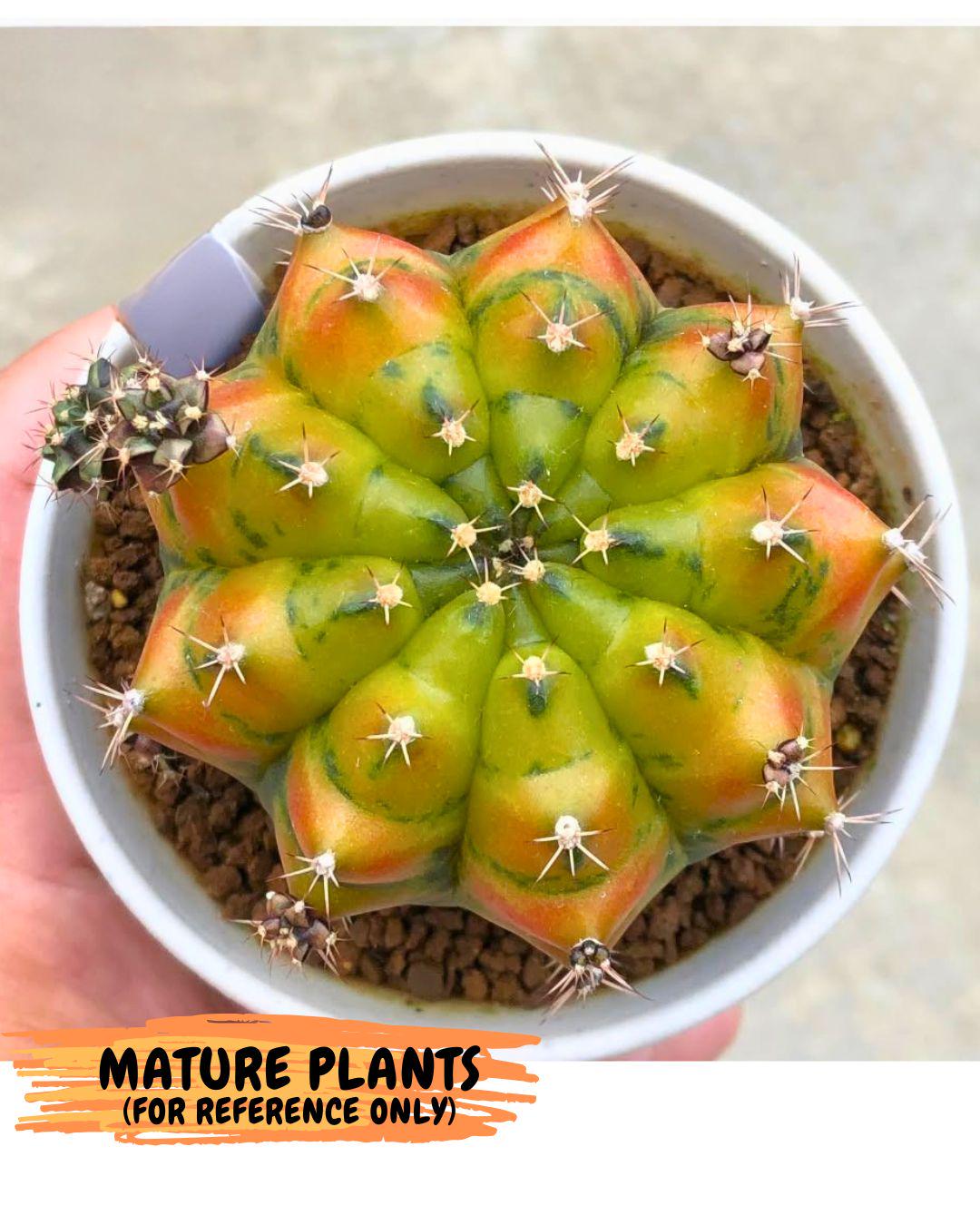 Gymnocalycium Moon Melody (gy8) (9) | Collector’s Edition