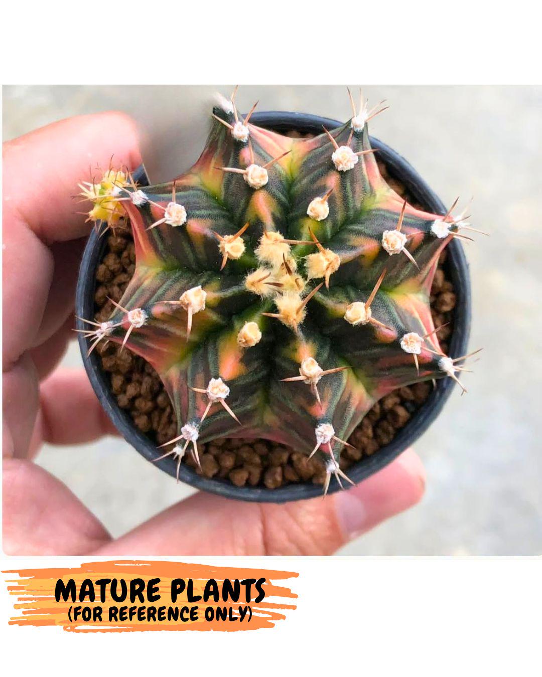 Gymnocalycium Nova Tears (gy8) (10) | Collector’s Edition