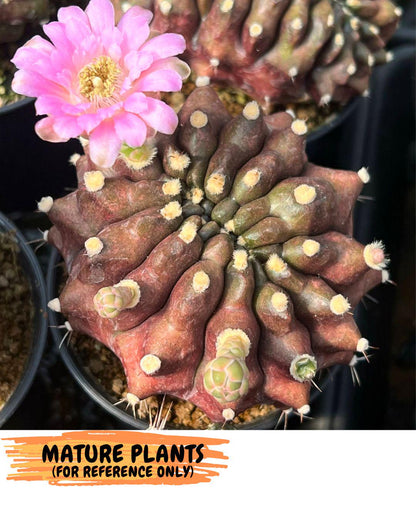 Gymnocalycium Kilimanjaro (gy8) (7) | Collector’s Edition