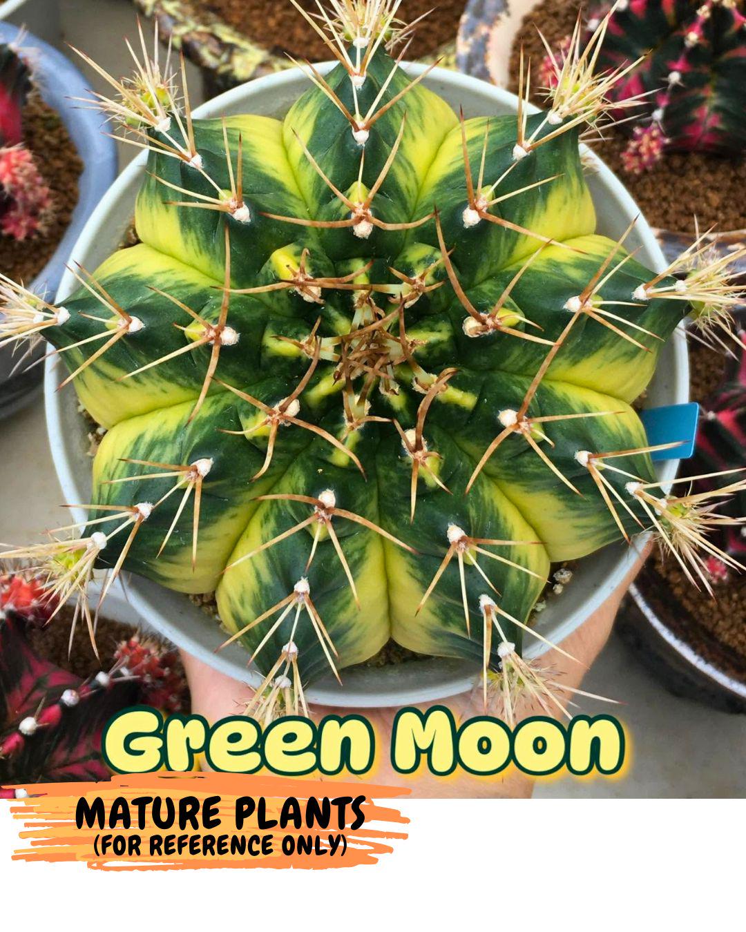 Gymnocalycium Green Moon (gy8) (2) | Collector’s Edition