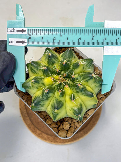 Gymnocalycium Green Moon (gy8) (1) | Collector’s Edition