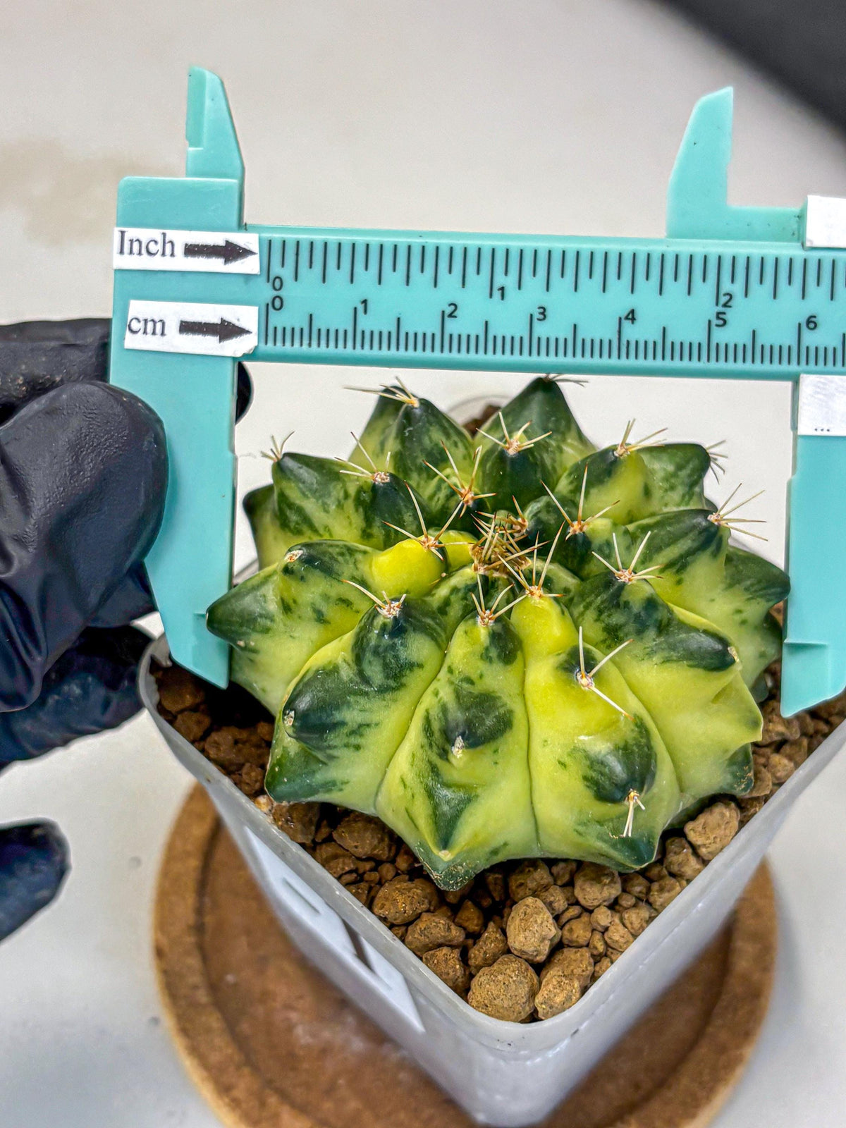 Gymnocalycium Green Moon (gy8) (1) | Collector’s Edition