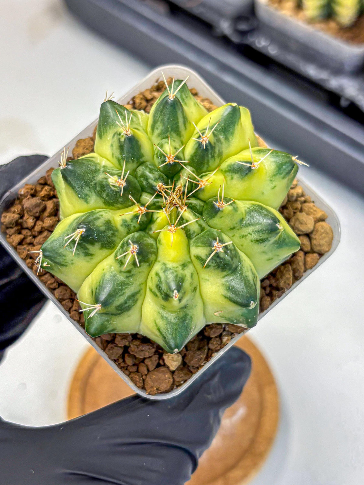 Gymnocalycium Green Moon (gy8) (1) | Collector’s Edition