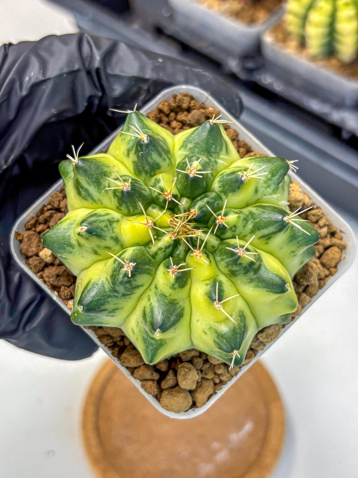 Gymnocalycium Green Moon (gy8) (1) | Collector’s Edition