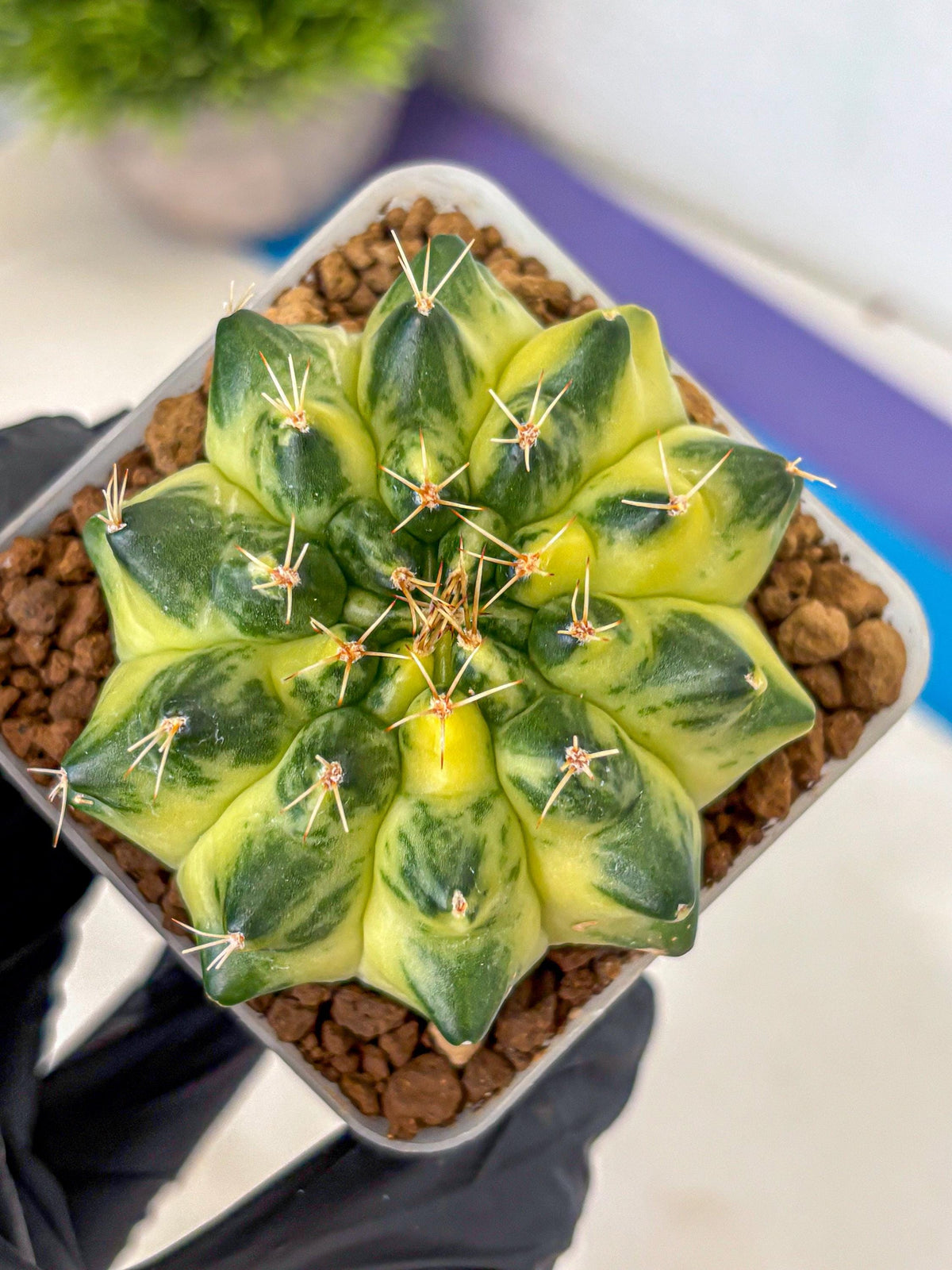 Gymnocalycium Green Moon (gy8) (1) | Collector’s Edition