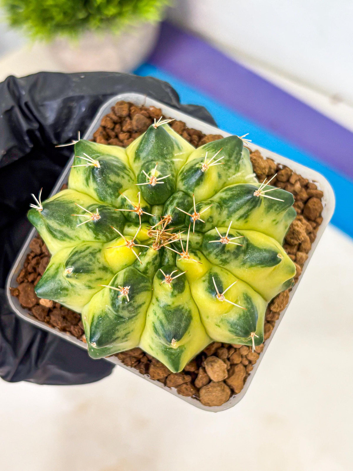 Gymnocalycium Green Moon (gy8) (1) | Collector’s Edition