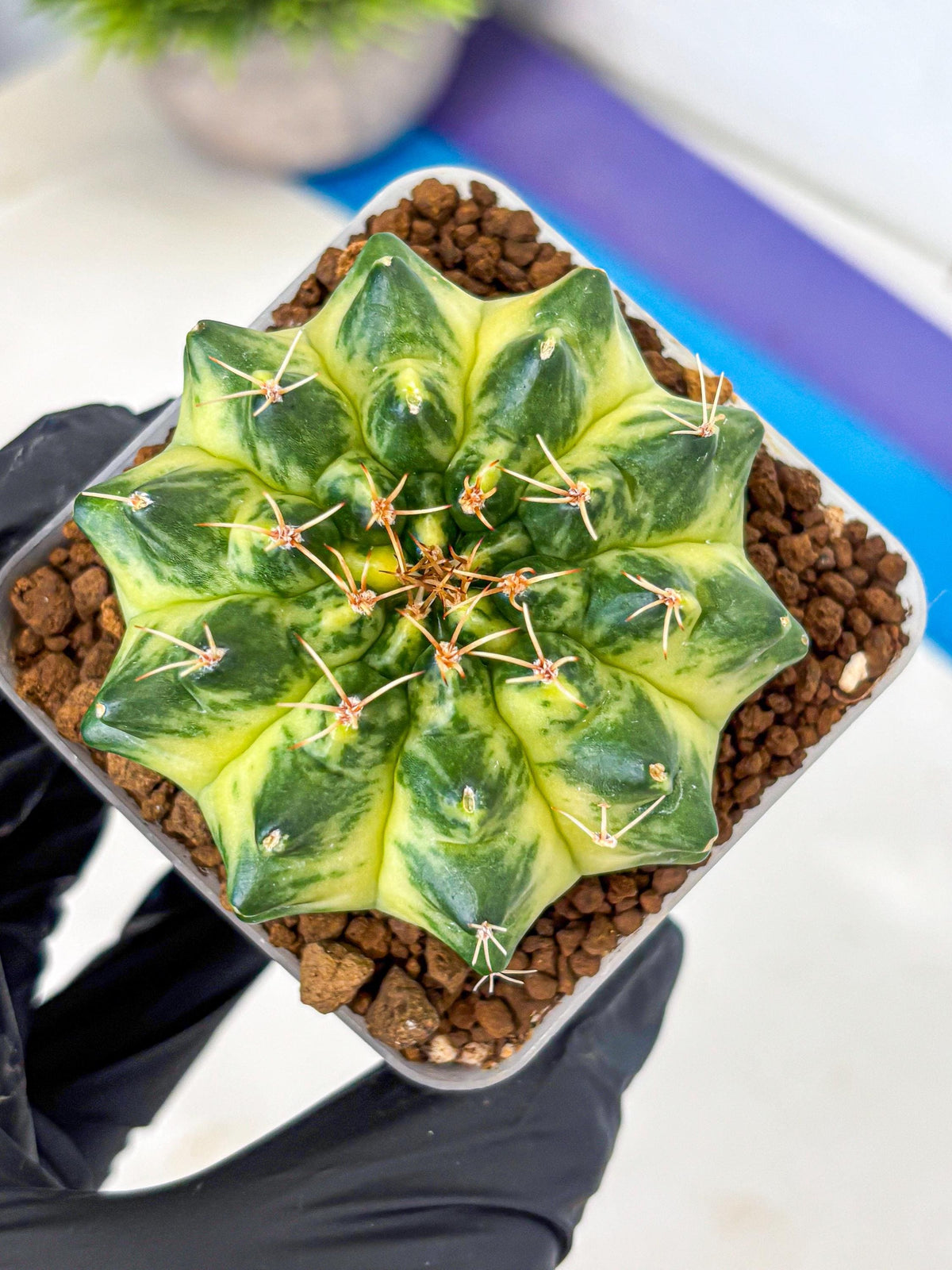 Gymnocalycium Green Moon (gy8) (2) | Collector’s Edition
