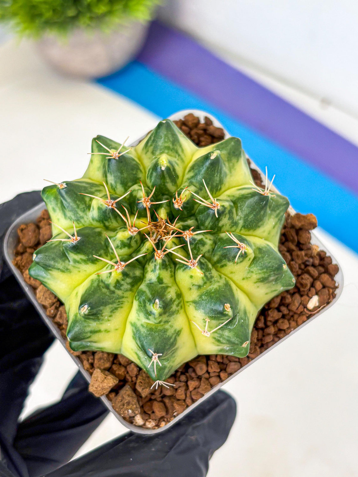 Gymnocalycium Green Moon (gy8) (2) | Collector’s Edition