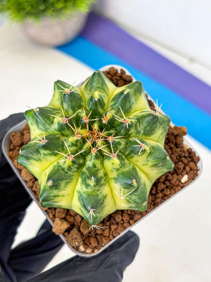 Gymnocalycium Green Moon (gy8) (2) | Collector’s Edition