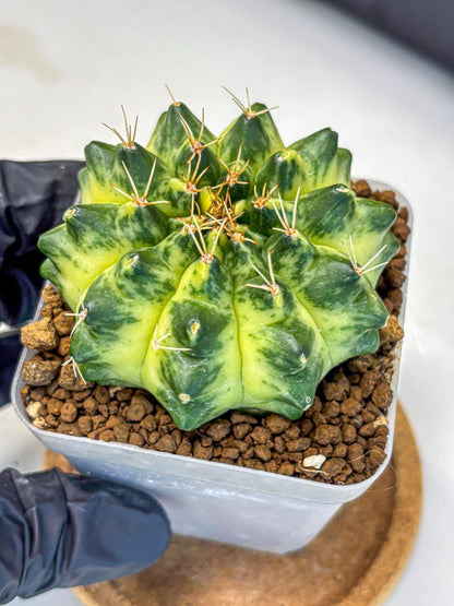 Gymnocalycium Green Moon (gy8) (2) | Collector’s Edition