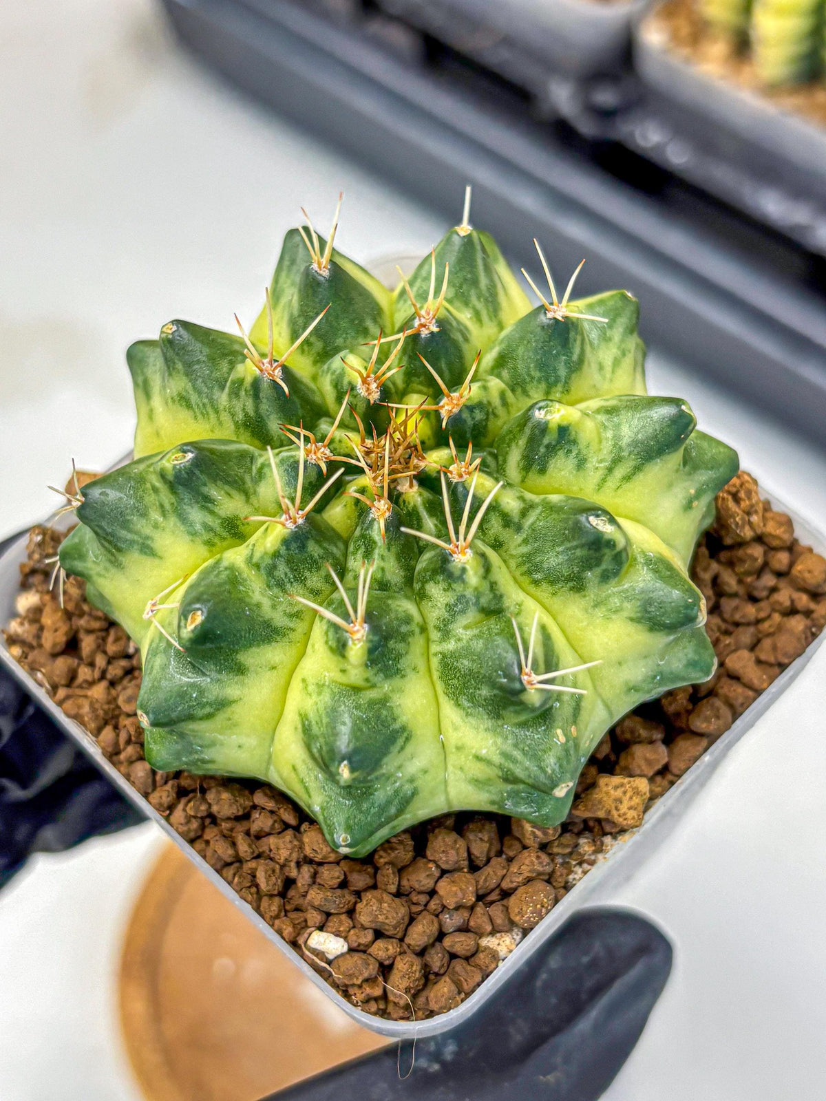 Gymnocalycium Green Moon (gy8) (2) | Collector’s Edition