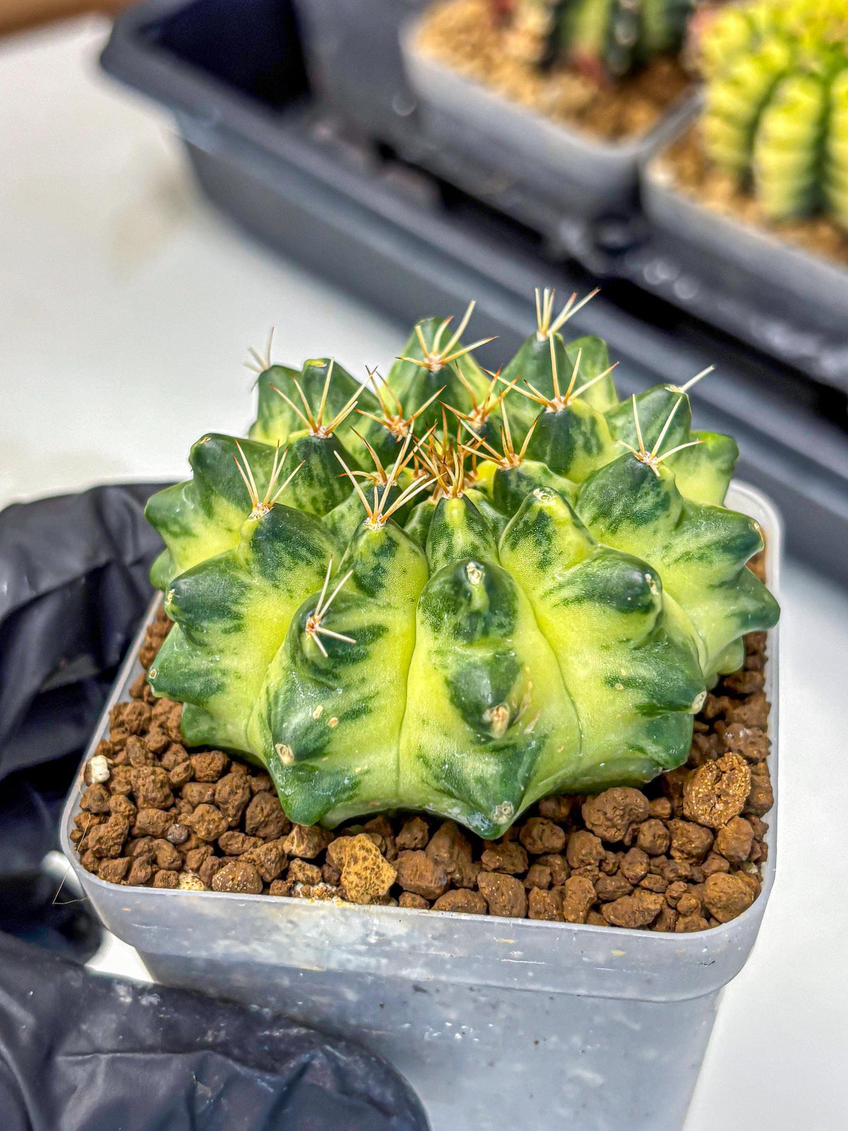Gymnocalycium Green Moon (gy8) (2) | Collector’s Edition