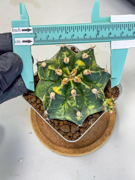 Gymnocalycium Honey Comb (gy8) (3) | Collector’s Edition
