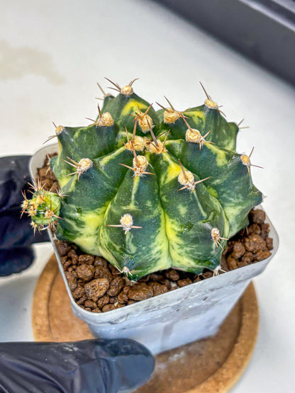 Gymnocalycium Honey Comb (gy8) (3) | Collector’s Edition