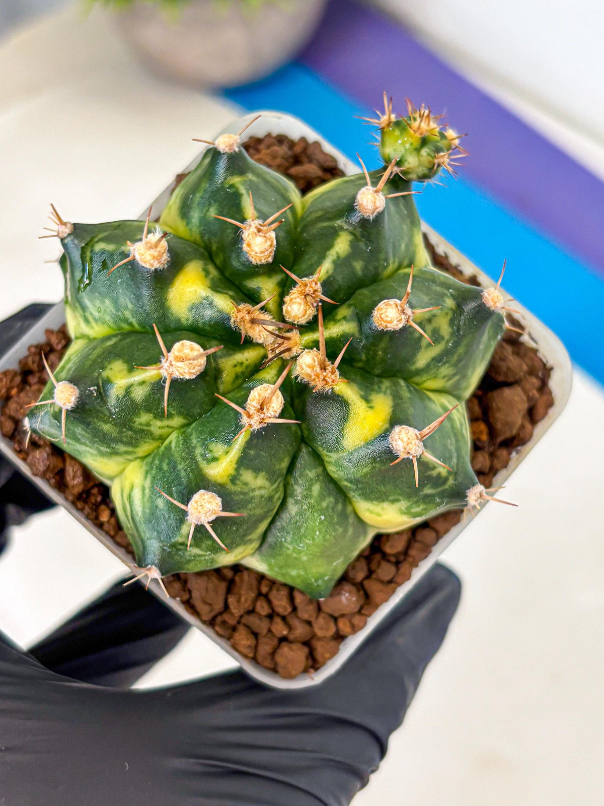 Gymnocalycium Honey Comb (gy8) (3) | Collector’s Edition