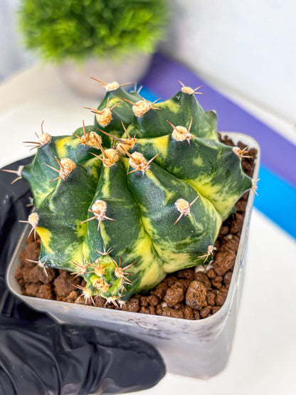 Gymnocalycium Honey Comb (gy8) (3) | Collector’s Edition