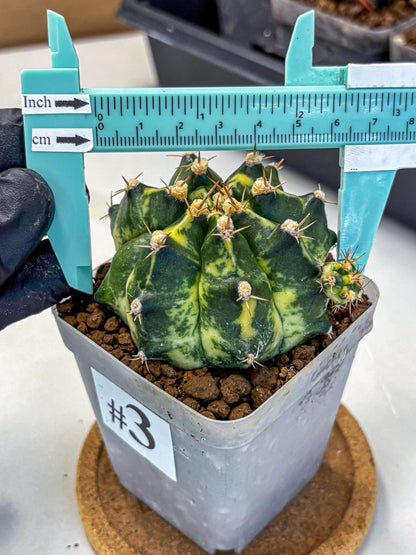 Gymnocalycium Honey Comb (gy8) (3) | Collector’s Edition