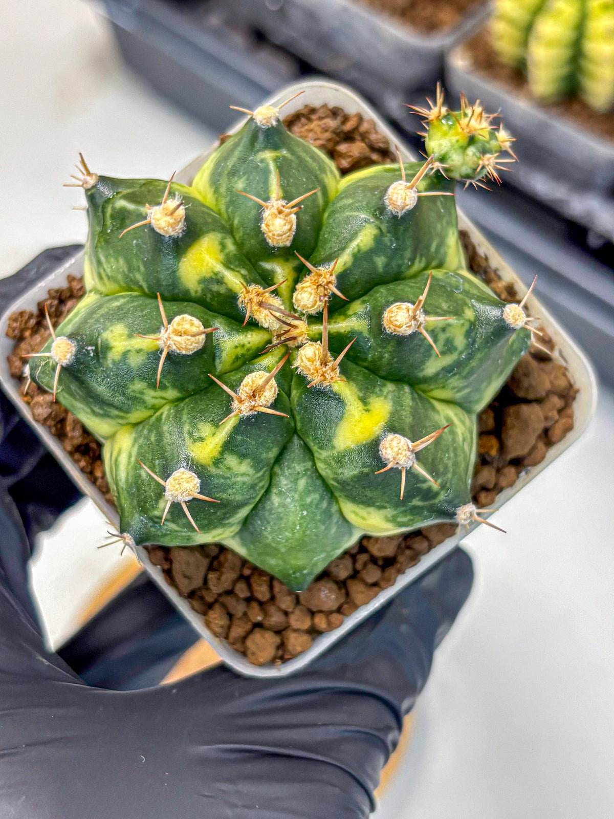 Gymnocalycium Honey Comb (gy8) (3) | Collector’s Edition