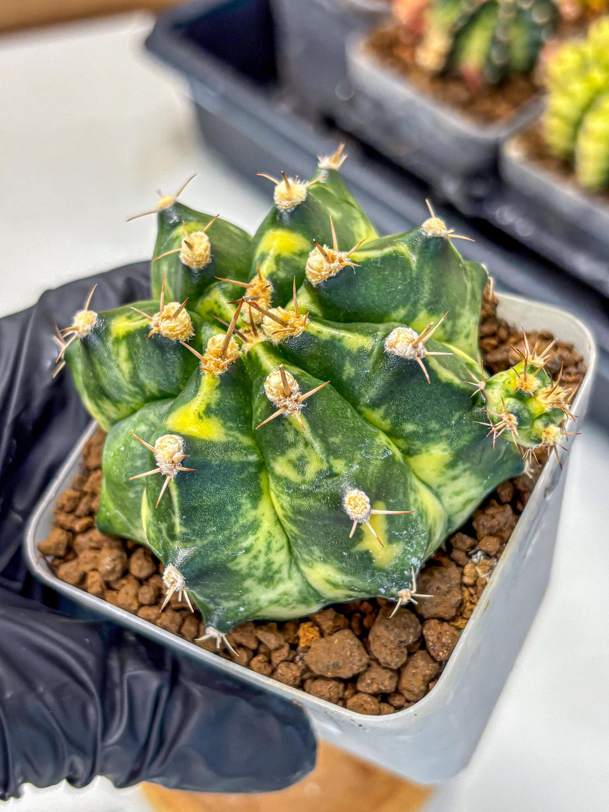 Gymnocalycium Honey Comb (gy8) (3) | Collector’s Edition
