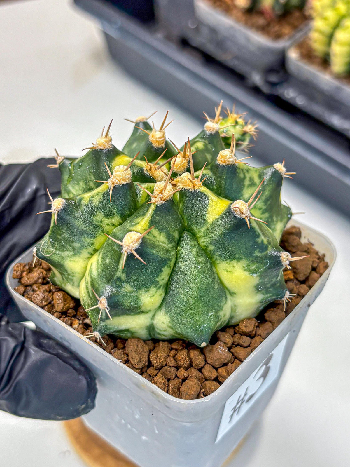 Gymnocalycium Honey Comb (gy8) (3) | Collector’s Edition