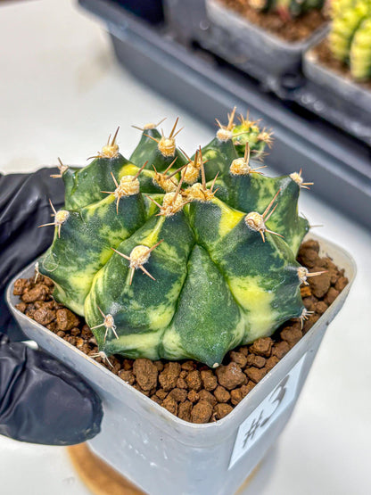 Gymnocalycium Honey Comb (gy8) (3) | Collector’s Edition