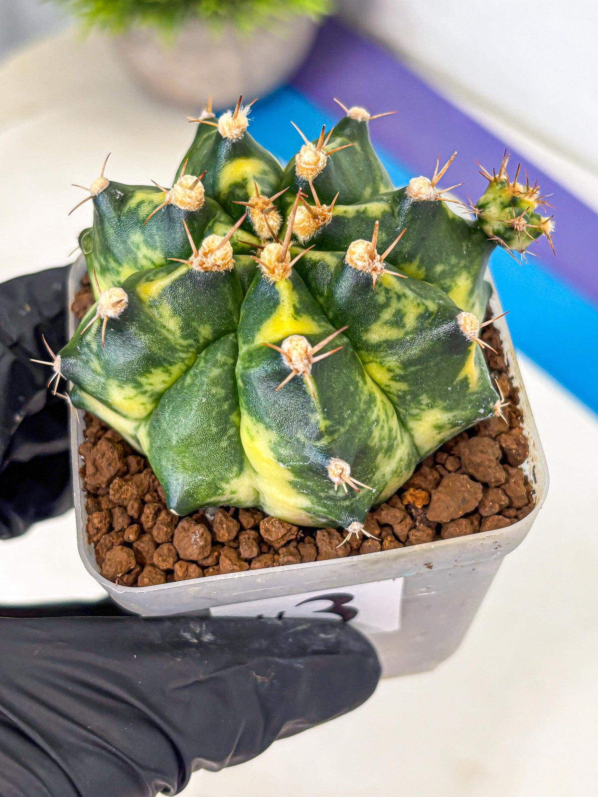 Gymnocalycium Honey Comb (gy8) (3) | Collector’s Edition