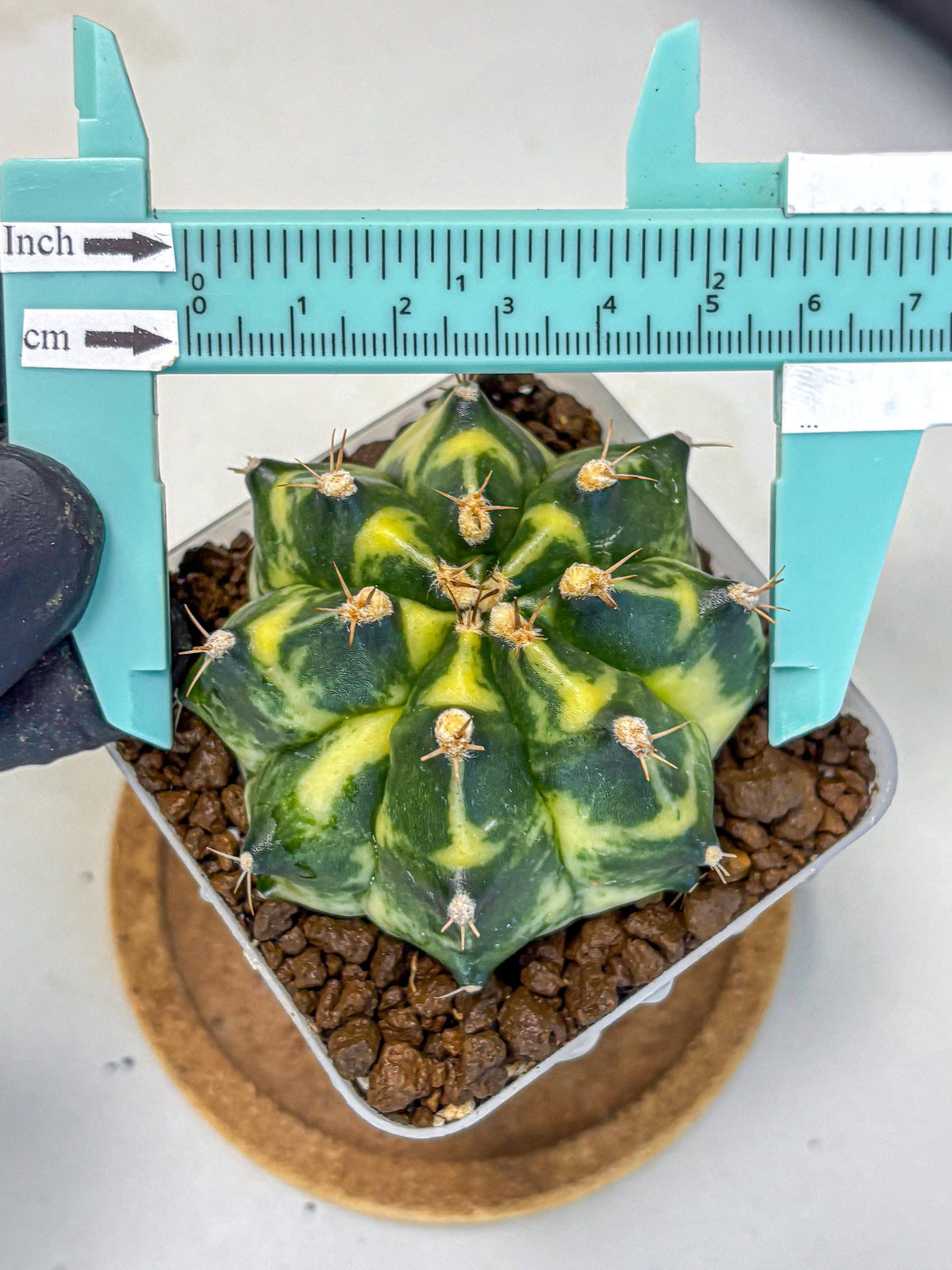 Gymnocalycium Honey Comb (gy8) (4) | Collector’s Edition